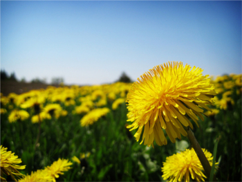 ford x dandelion