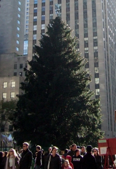 christmas tree rental